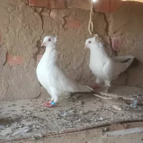 KEPDERI