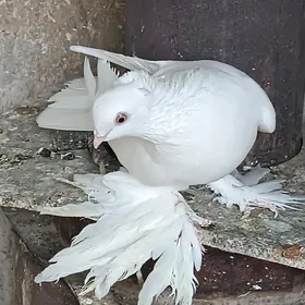 Kepderi