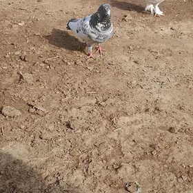KEPDERI