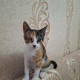 Котёнок