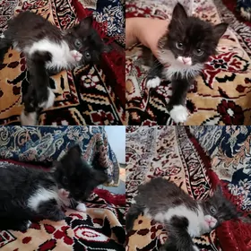 котёнок