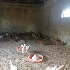 5 aýlyk towuk