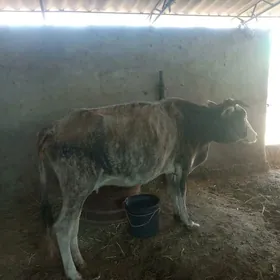gysyr sygyr
