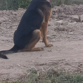 Awçarka