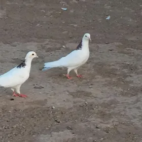 kepderi