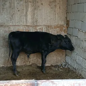 gibryt öküz