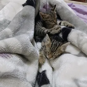 Котята