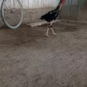 horaz
