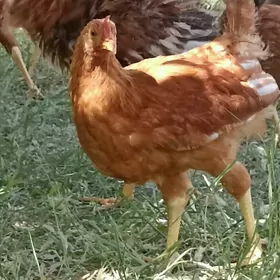 satlyk juje 5 aylyk