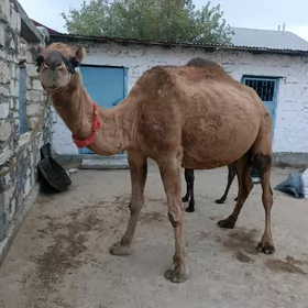 Düýe ogşukly
