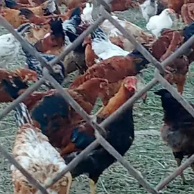 Satlyk 6 aylyk horozlar