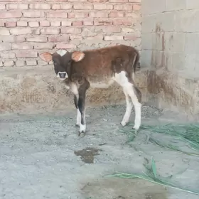 sygyr