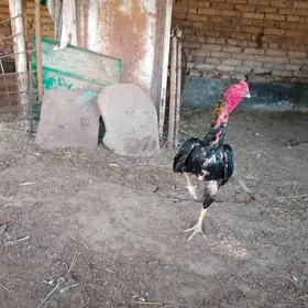 horaz