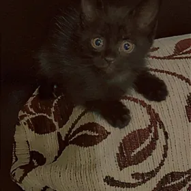 котёнок