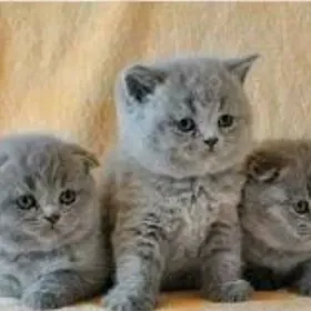ПРОДАЮТСЯ ШОТЛАНДСКИЕ  КОТЯТА