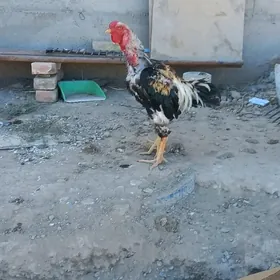 хораз
