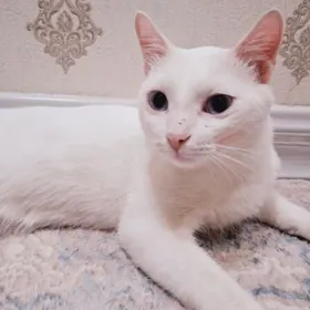 pişik кошка