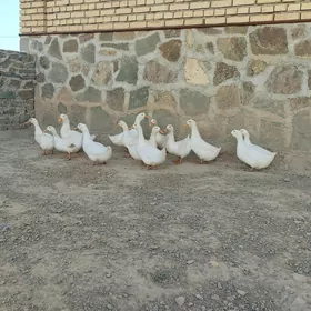 Ördek