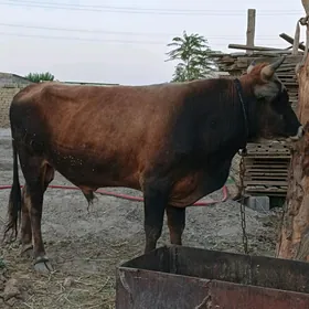 ÖKÜZ