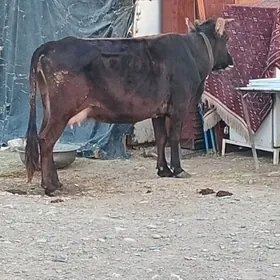 Göleli sygyr