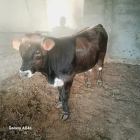 öküz
