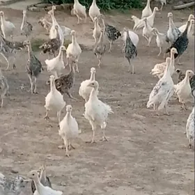 induk jüýje