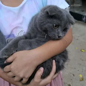 şatlan