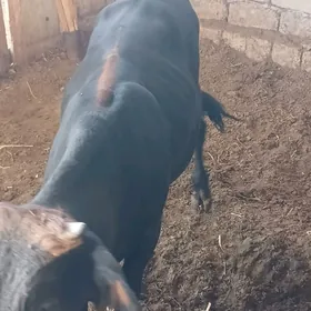 Öküz