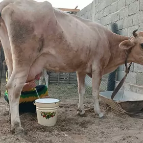 goleli sygyr şwet