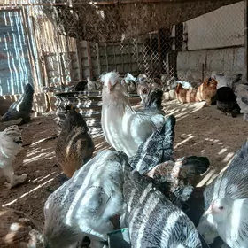 Brama horazlar