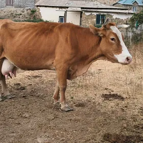 Sygyr