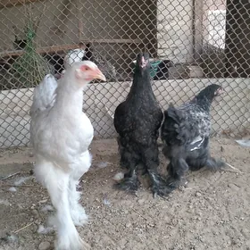 Brama