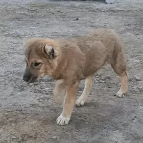 Güjik