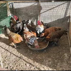 karlik карлик tovuk yaponçik