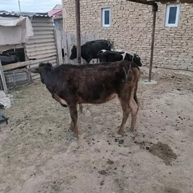 sgyr