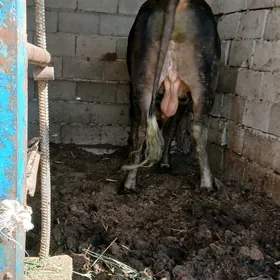 öküz
