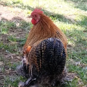 kohinhin horz