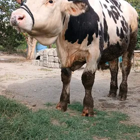 Öküz
