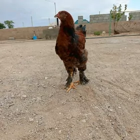 brama
