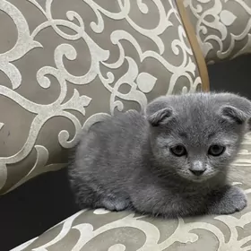 Кошечка вислоухая