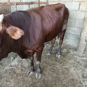 öküz