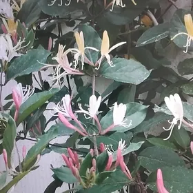 jasmin