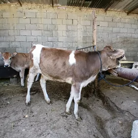 Tuwe