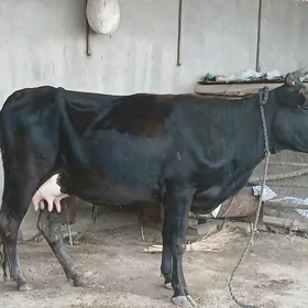 goleli