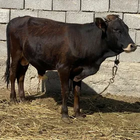 ökiz