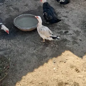 Индаутка маки