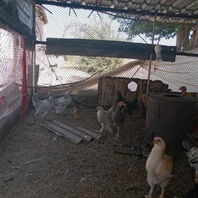 balakly telpekli towuklar