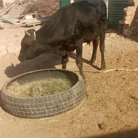 öküz