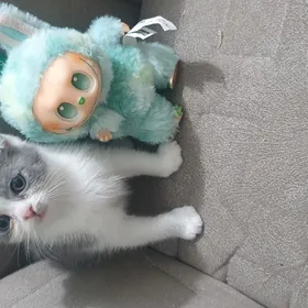 Шотландские котята