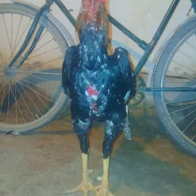 Ozbek horaz